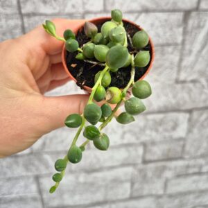 Senecio rowleyanus