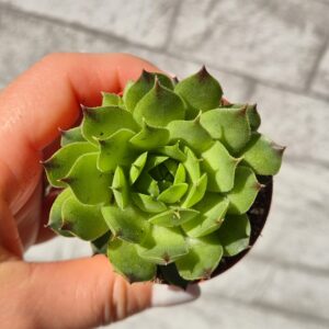 Sempervivum tectorum
