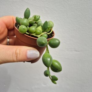 Senecio rowleyanus
