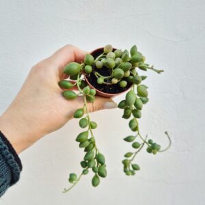Senecio rowleyanus