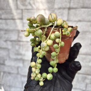 Senecio rowleyanus variegat