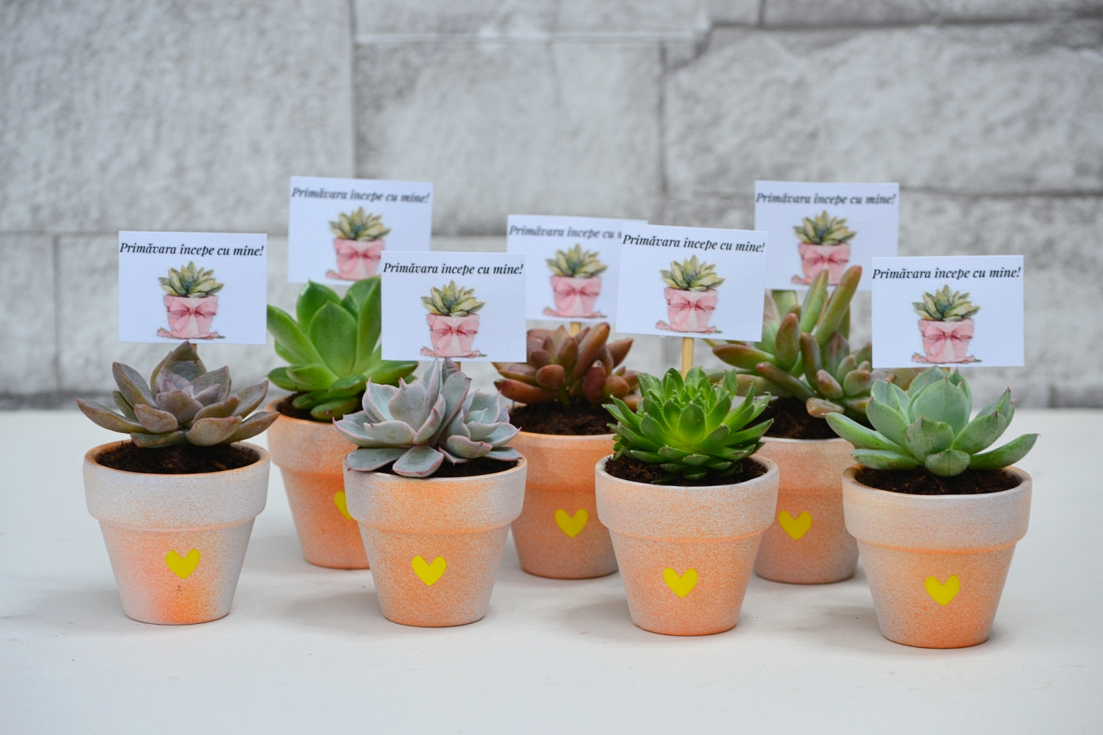 Martisor suculent natural, tip mini-ghiveci - imagine 3