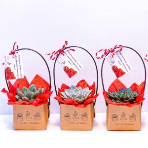 Martisor suculent natural, tip cosulet.