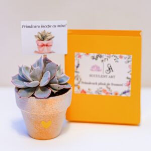 Martisor suculent natural, tip mini-ghiveci