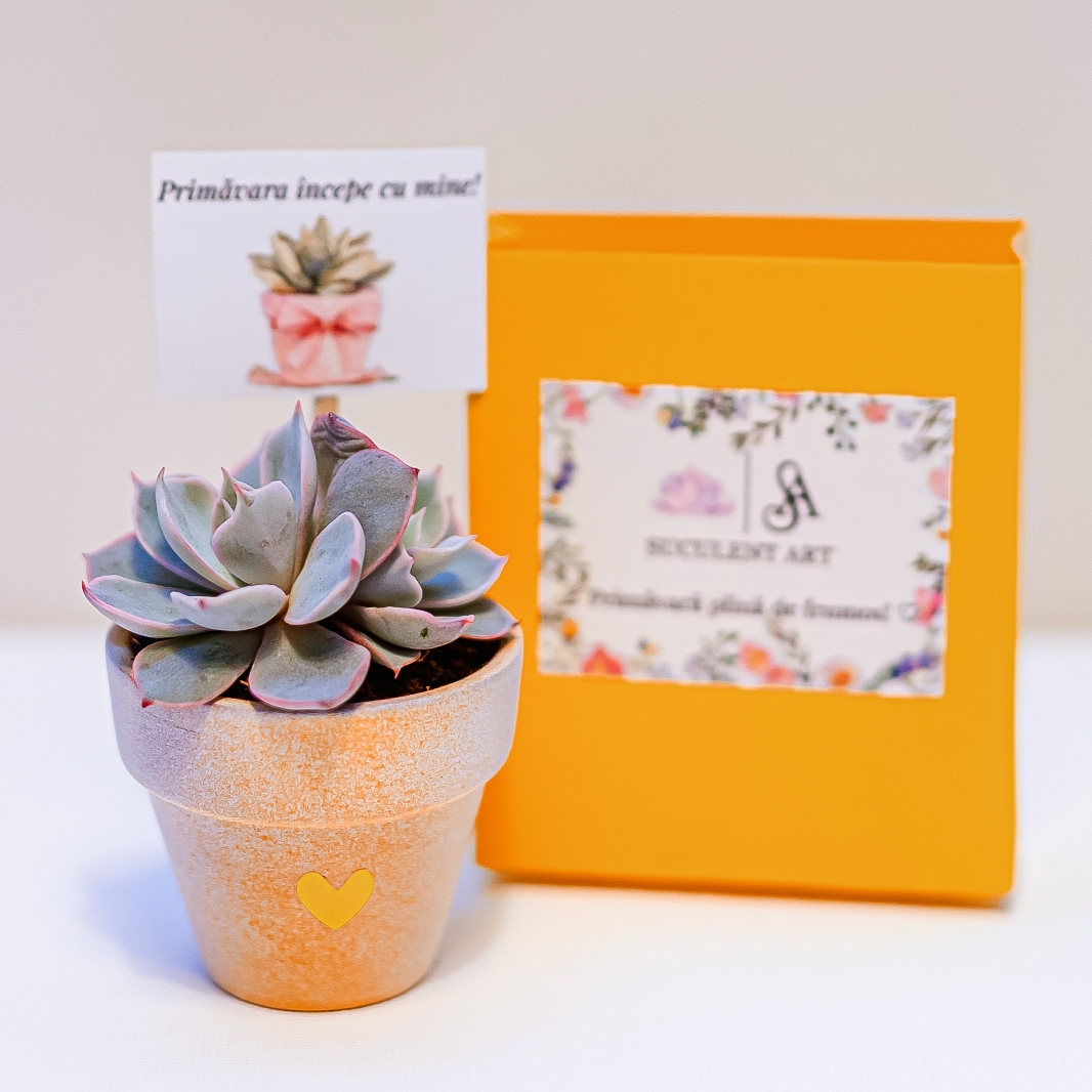 Martisor suculent natural, tip mini-ghiveci