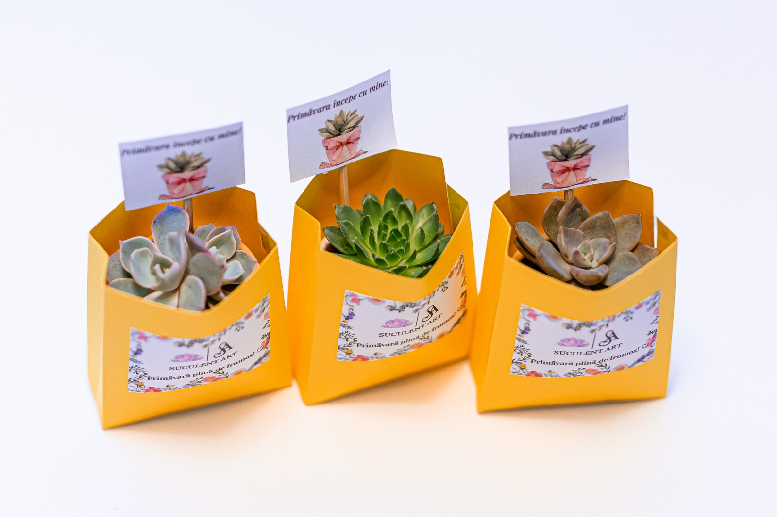 Martisor suculent natural, tip mini-ghiveci - imagine 8