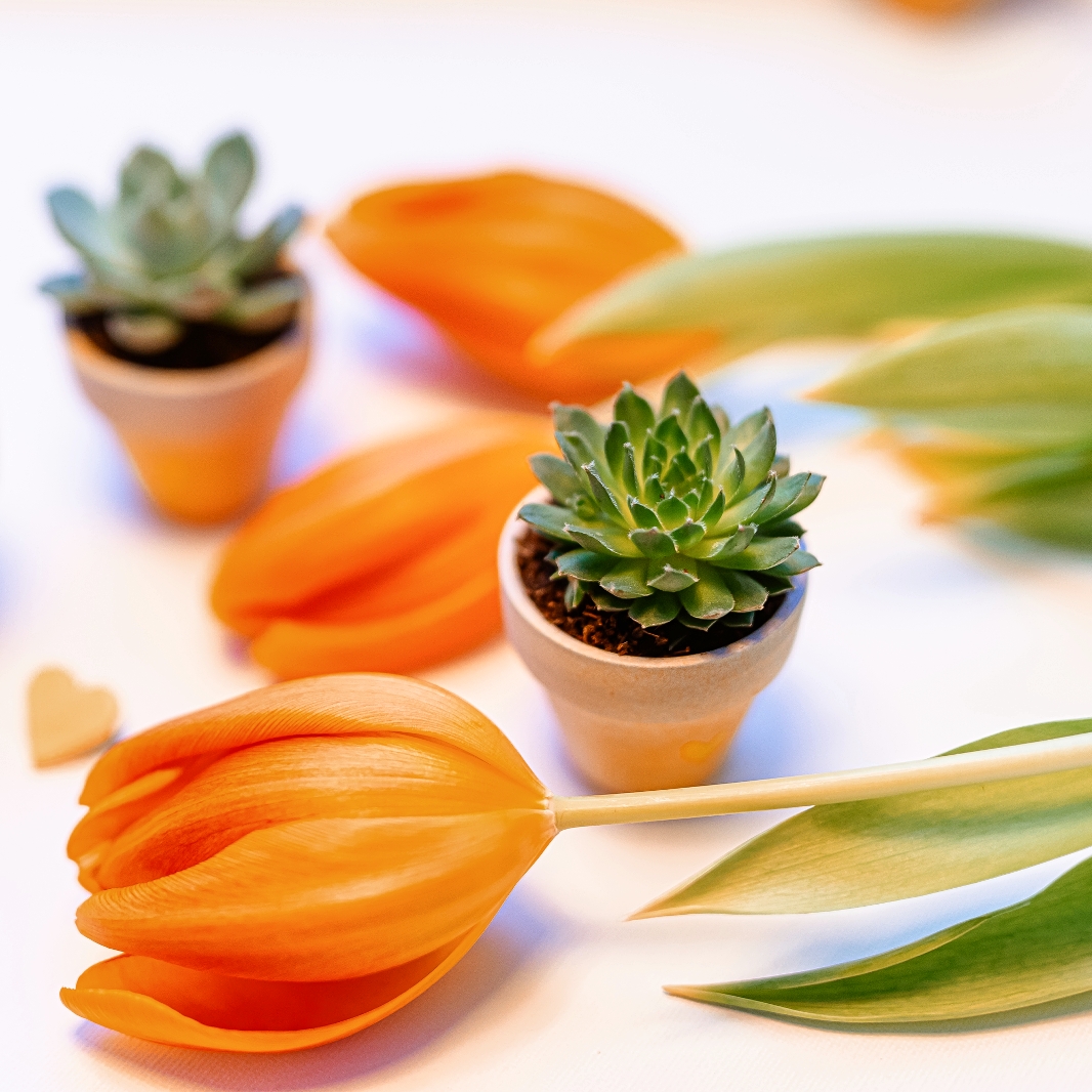 Martisor suculent natural, tip mini-ghiveci - imagine 4