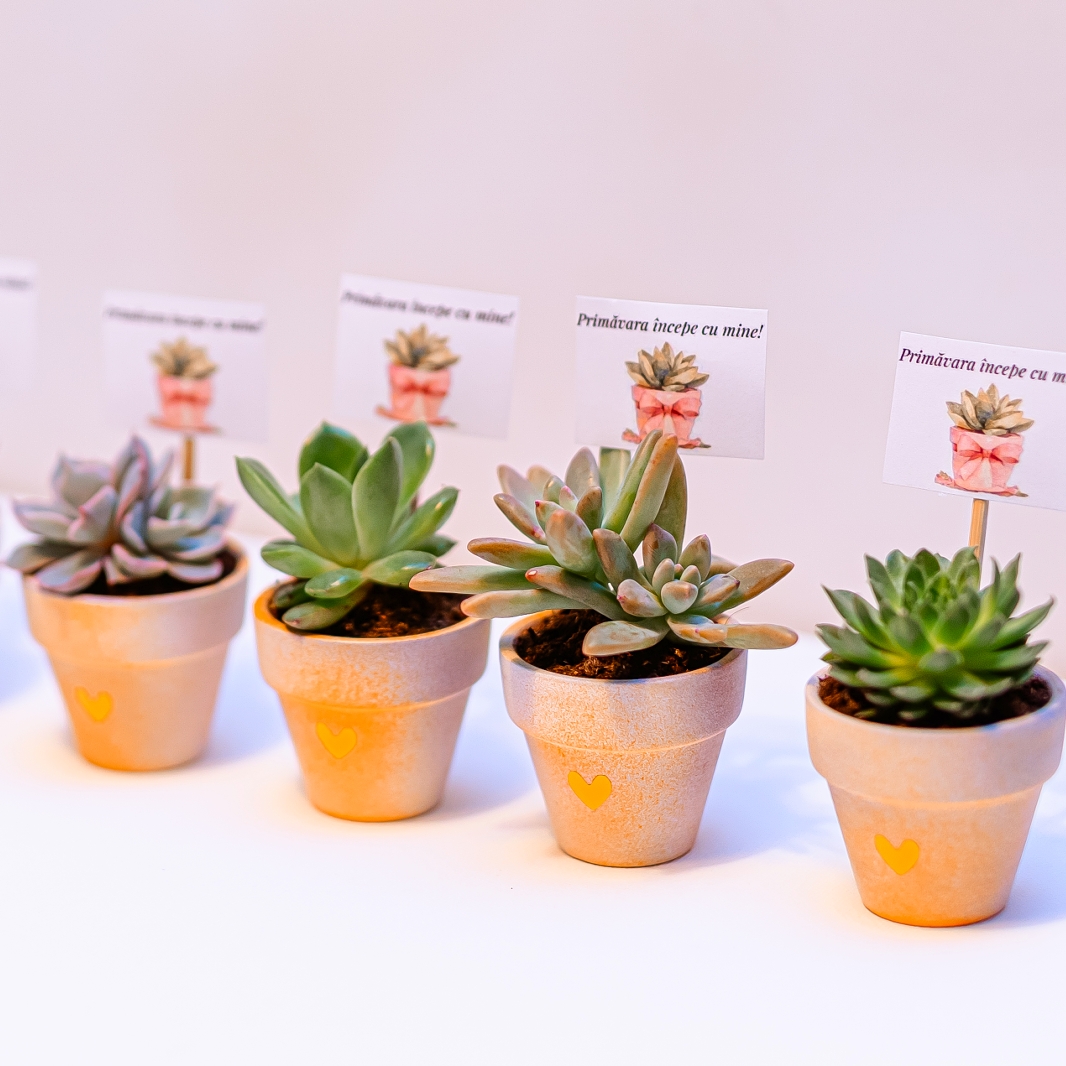 Martisor suculent natural, tip mini-ghiveci - imagine 6