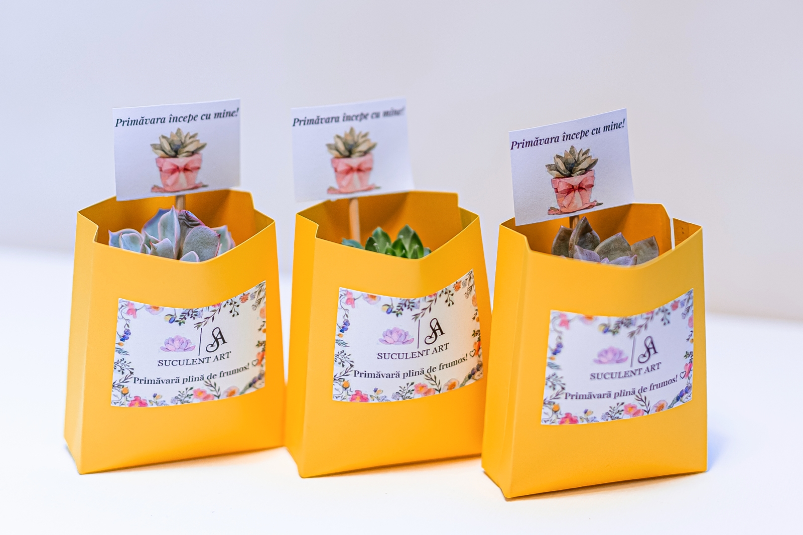 Martisor suculent natural, tip mini-ghiveci - imagine 2