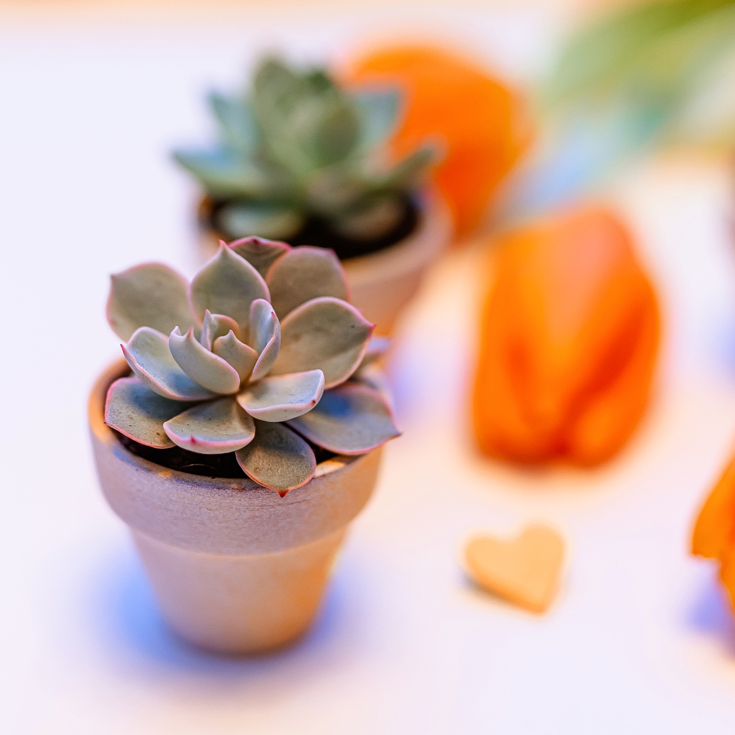 Martisor suculent natural, tip mini-ghiveci - imagine 7