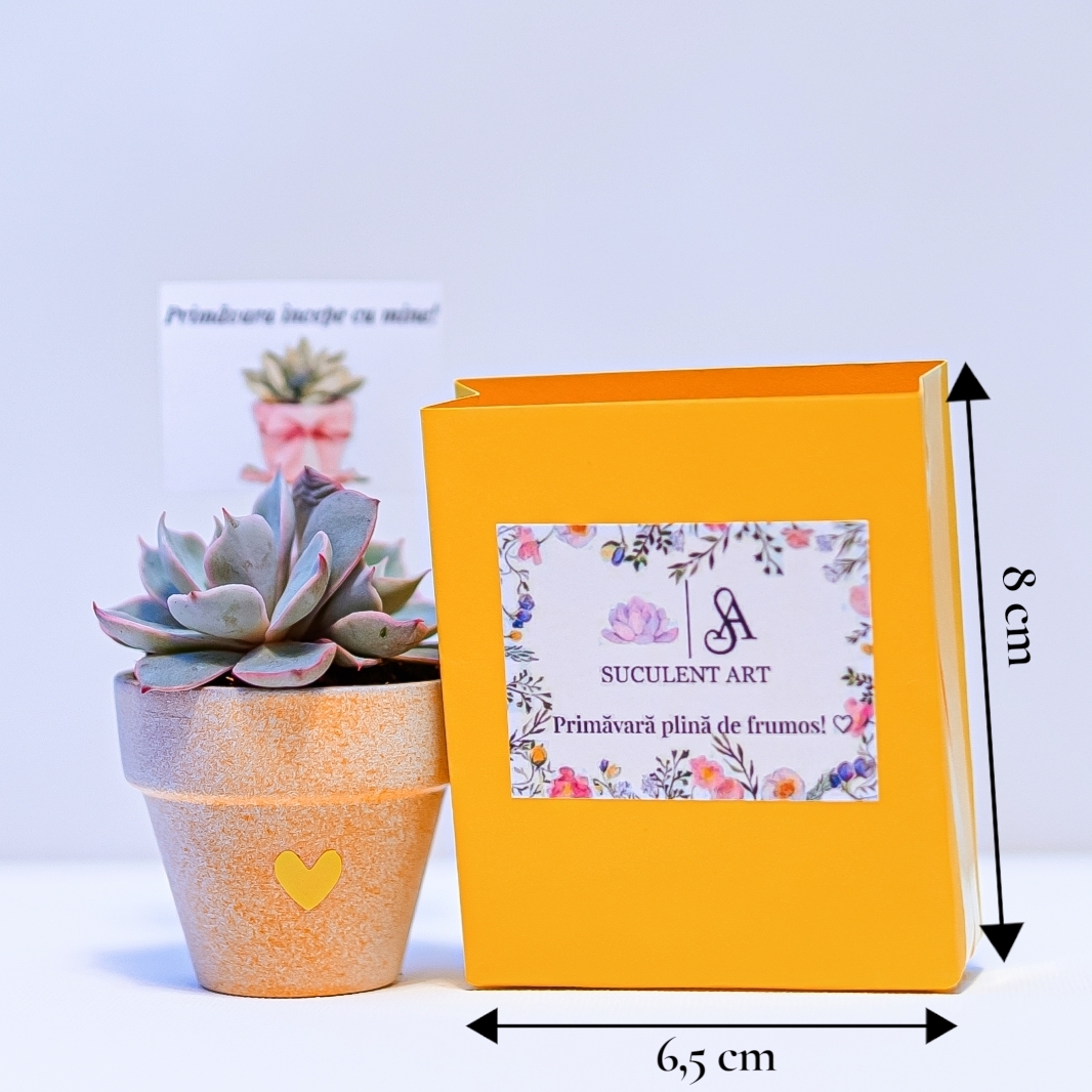 Martisor suculent natural, tip mini-ghiveci - imagine 5