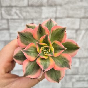 Aeonium sunburst