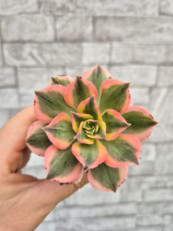 Aeonium sunburst