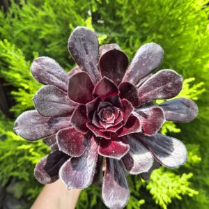 Aeonium arboreum var. atropurpureum cv. schwarzkopf