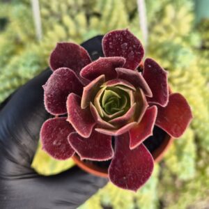 Aeonium velour mic