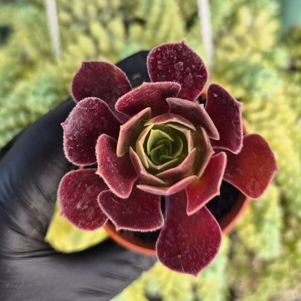 Aeonium velour mic