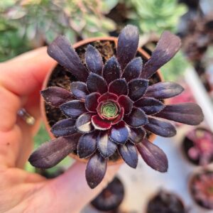 Aeonium arboreum var. atropurpureum cv. schwarzkopf