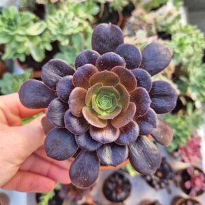 Aeonium velour, 9 cm