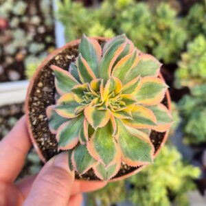 Aeonium sunburst crestat