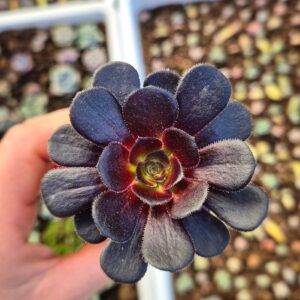 Aeonium arboreum var. atropurpureum cv. schwarzkopf
