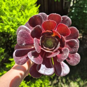 Aeonium velour, 9 cm