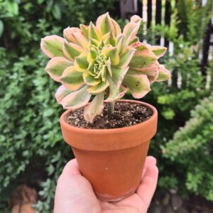 Aeonium sunburst crestat, in ghiveci de teracota