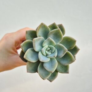 Graptopetalum hibrid