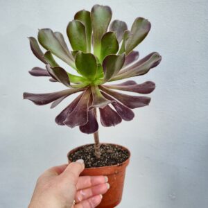 Aeonium velour, 10.5 cm