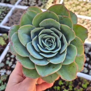 Echeveria sp.