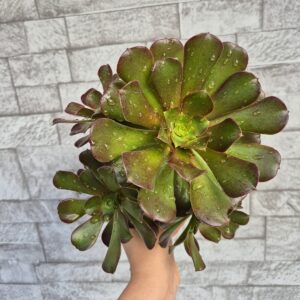 Aeonium velour