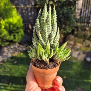 Haworthia zebrina