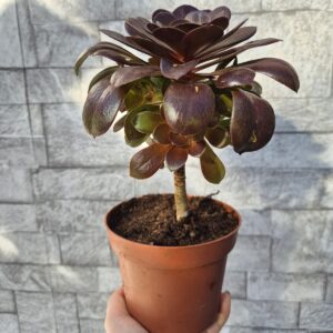 Aeonium velour