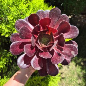 Aeonium velour