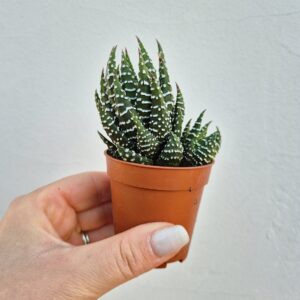 Haworthia zebrina