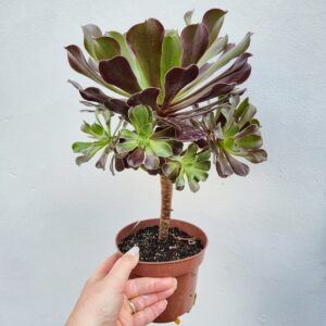 Aeonium velour, 12.5 cm