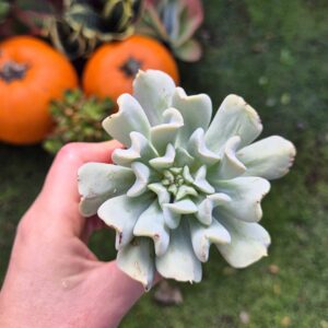 Echeveria runyonii topsy turvy
