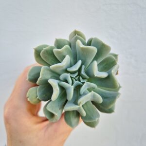 Echeveria runyonii topsy turvy