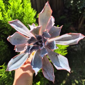 Echeveria afterglow