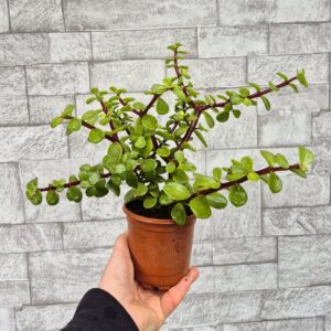 Portulacaria afra