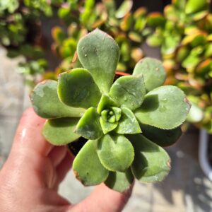 Aeonium haworthii, mic