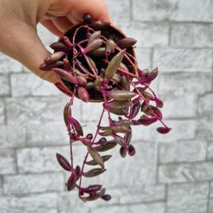 Senecio purple flush mic