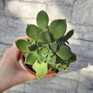 Aeonium haworthii, 9 cm