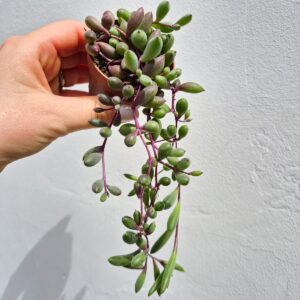 Senecio purple flush mic