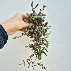 Senecio purple flush mic