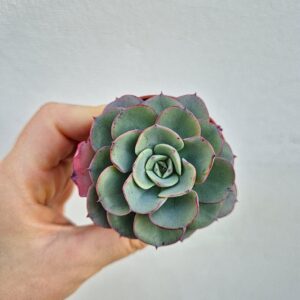Echeveria sp, mica