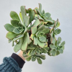 Aeonium haworthii, 10.5 cm