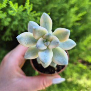 Graptoveria titubans variegata.