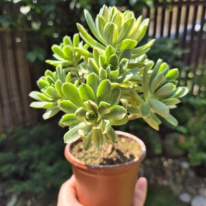 Aeonium castello paivae variegata suncup