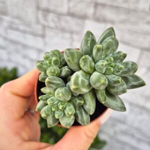 Pachyphytum compactum propus