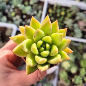 Echeveria agavoides